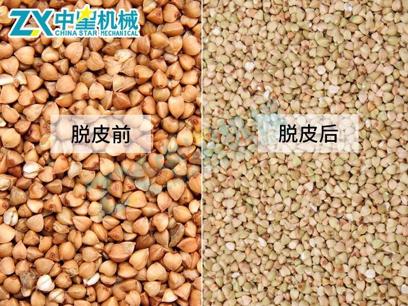 蕎麥_Jc.jpg 蕎麥_Jc.jpg